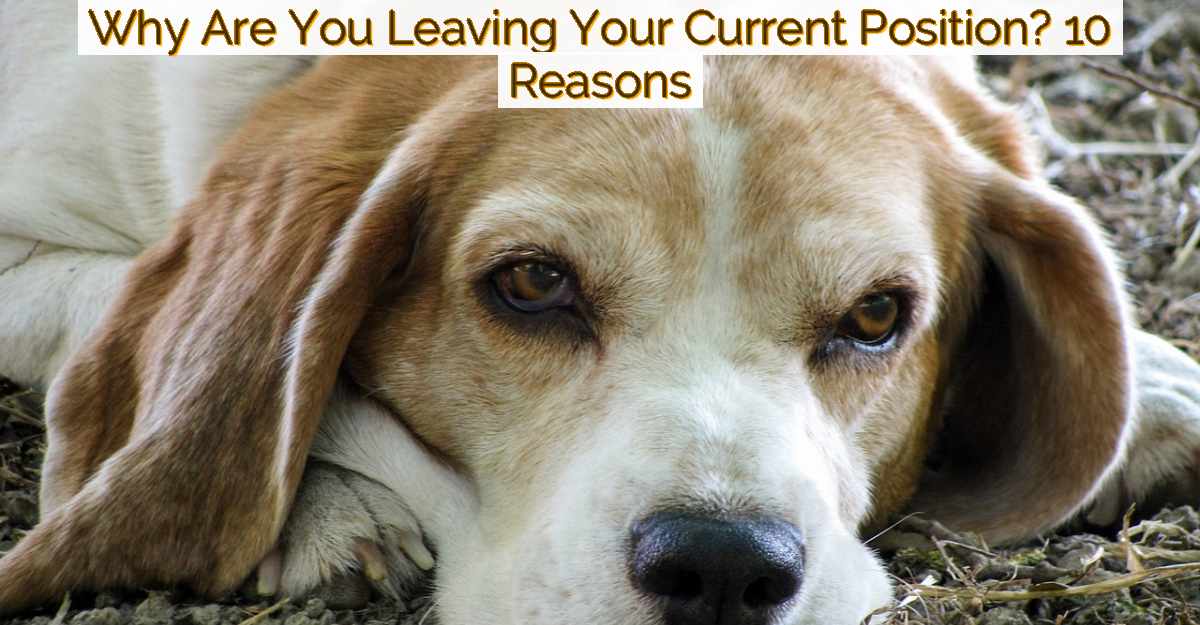 Why Are You Leaving Your Current Position? 10 Reasons - Hidayat Rizvi